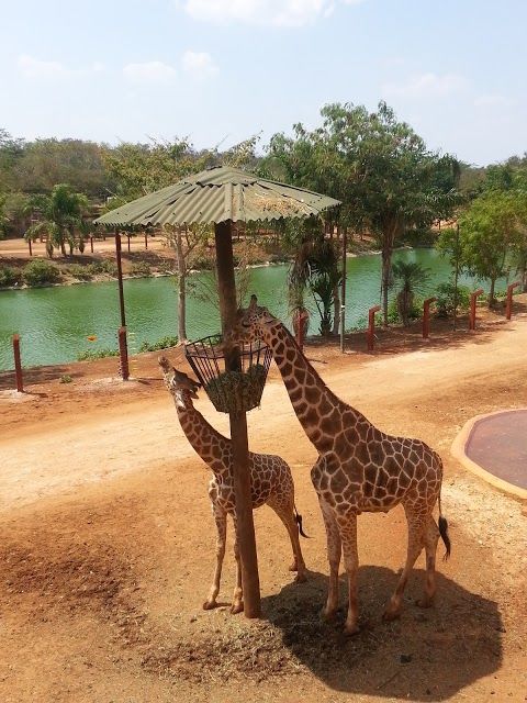 Parque Zoológico Bicentenario Animaya